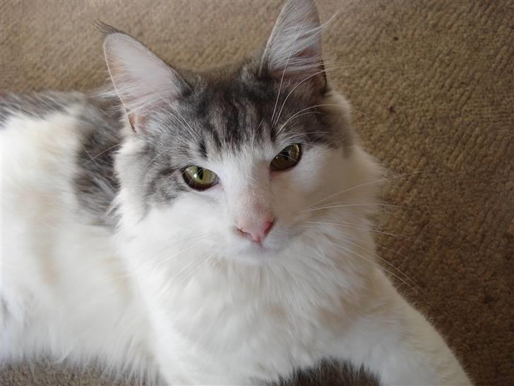 Norsk Skovkat Cormats ronaldinho billede 10