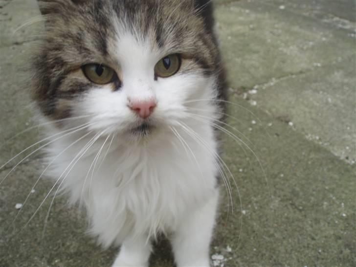 Blanding af racer Pjuske *RIP* billede 1