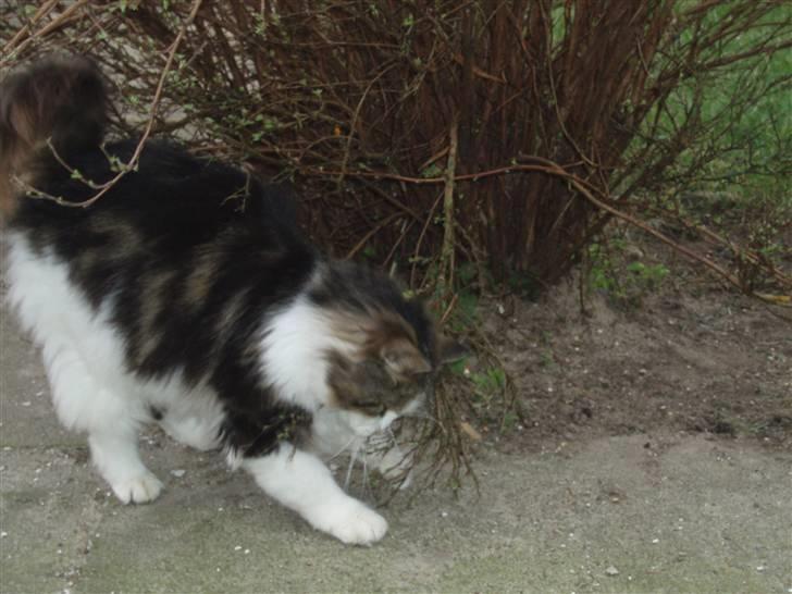 Blanding af racer Pjuske *RIP* billede 2