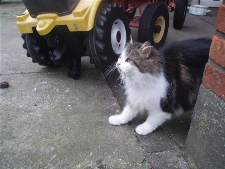 Blanding af racer Pjuske *RIP* billede 3