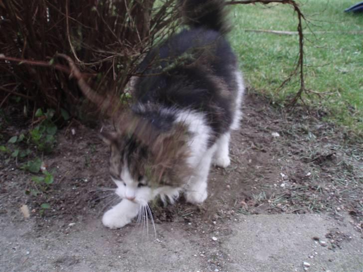 Blanding af racer Pjuske *RIP* billede 4