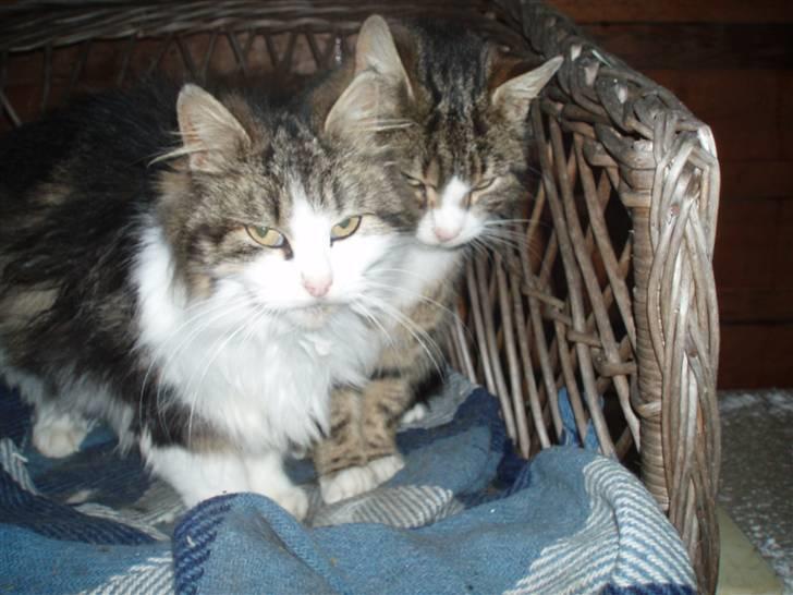 Blanding af racer Pjuske *RIP* billede 5