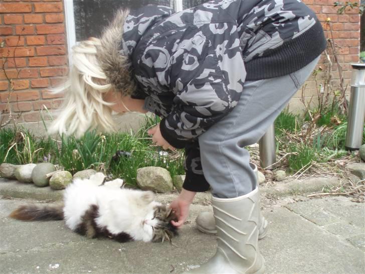 Blanding af racer Pjuske *RIP* billede 6