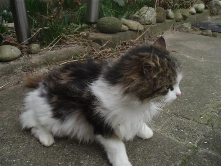 Blanding af racer Pjuske *RIP* billede 7