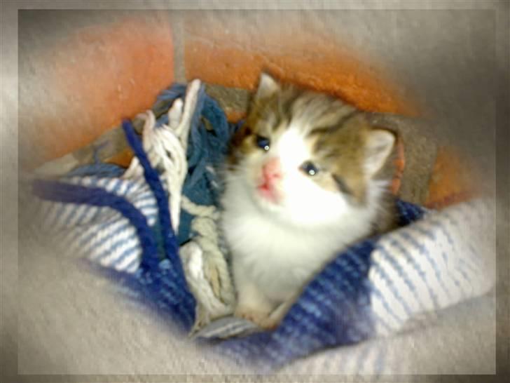 Blanding af racer Pjuske *RIP* - Pjuskes killing Miu Miu billede 8