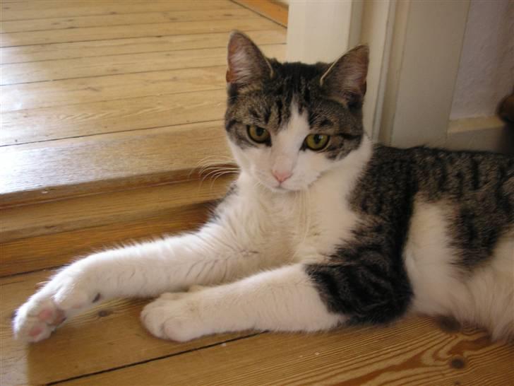 Huskat Fu Quan billede 18