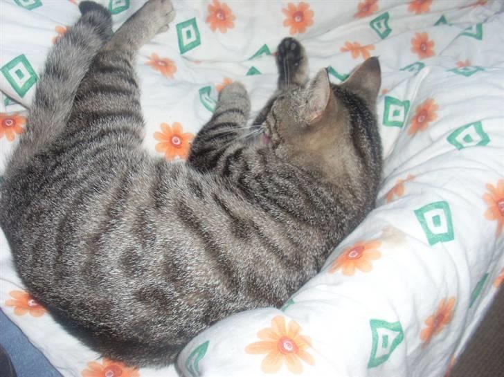 Huskat Misty billede 9