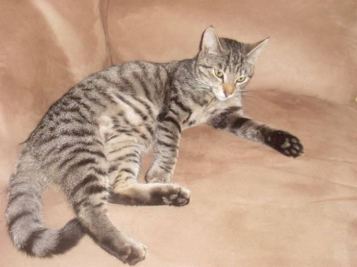 Huskat Misty billede 10