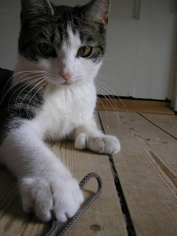 Huskat Fu Quan billede 19