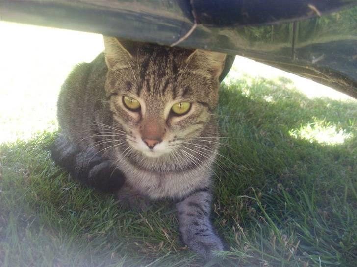 Huskat Misty billede 11