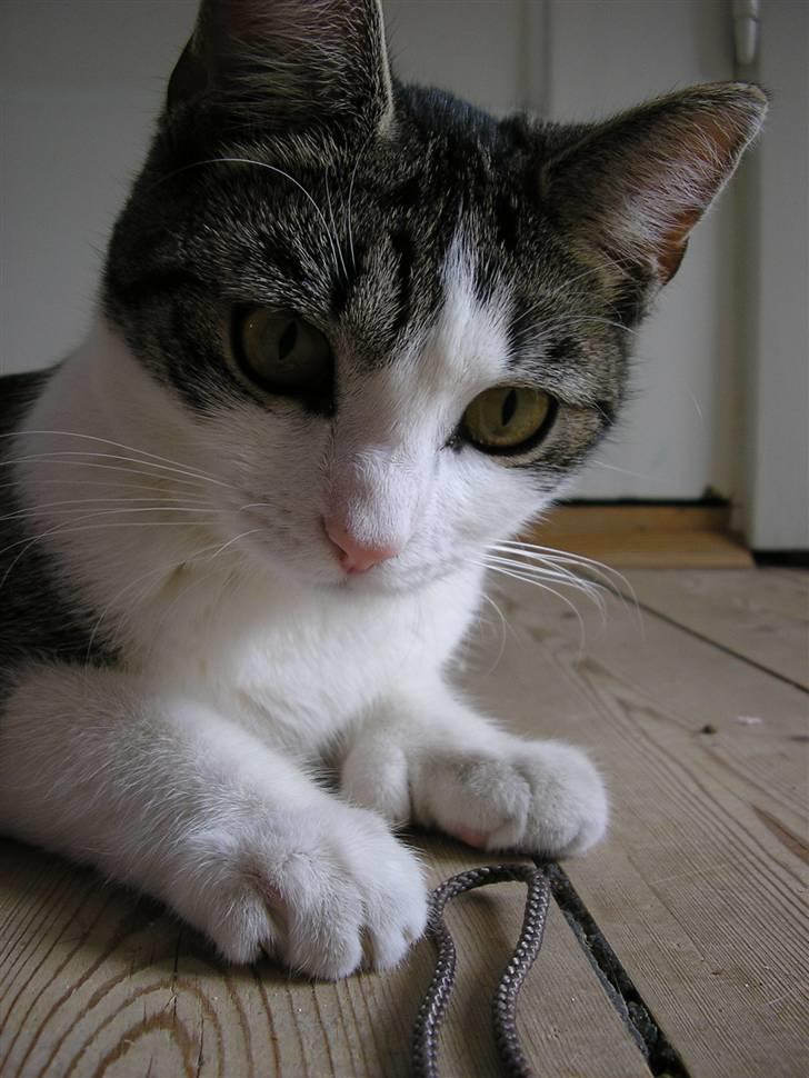 Huskat Fu Quan billede 20