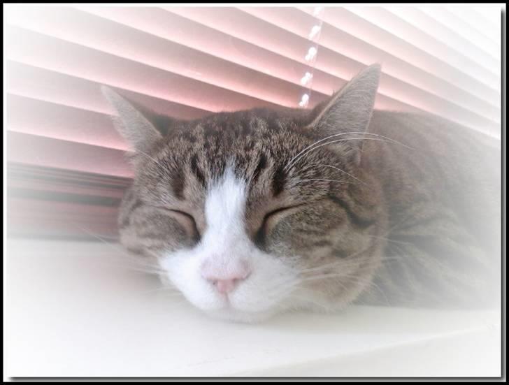 Huskat Puma billede 1