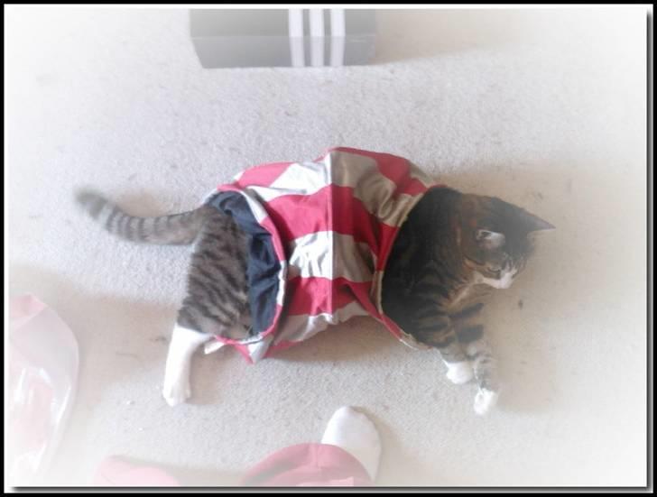 Huskat Puma billede 2