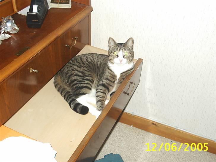 Huskat Puma billede 3