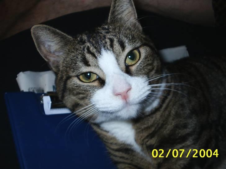 Huskat Puma billede 4