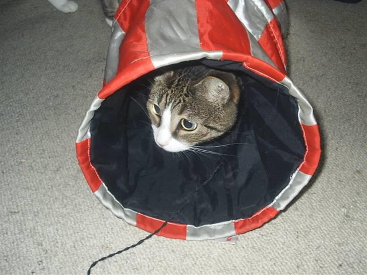 Huskat Puma - Fangeleg igang billede 5