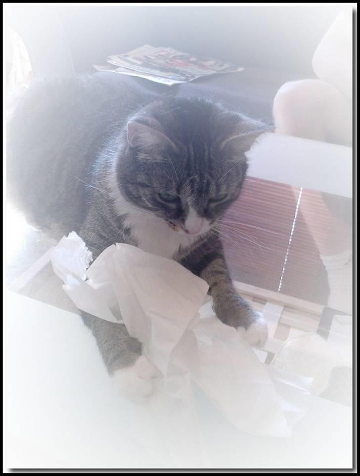 Huskat Pjevs billede 1