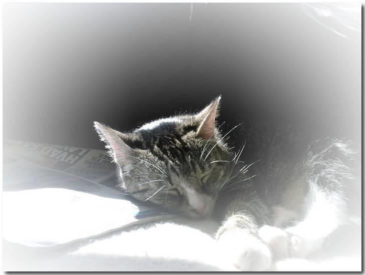 Huskat Pjevs billede 2