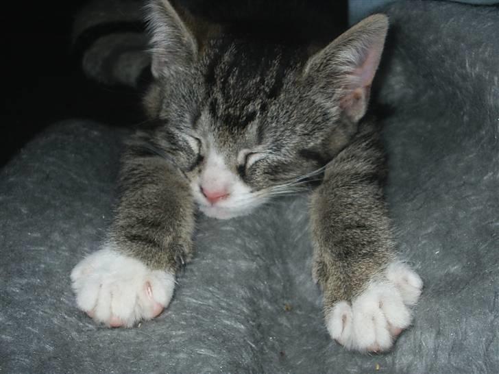 Huskat Pjevs - ca. 13 uger gammel billede 4