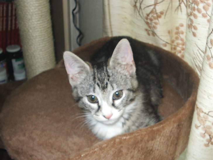 Huskat Pjevs - ca. 4 mdr. gammel billede 5