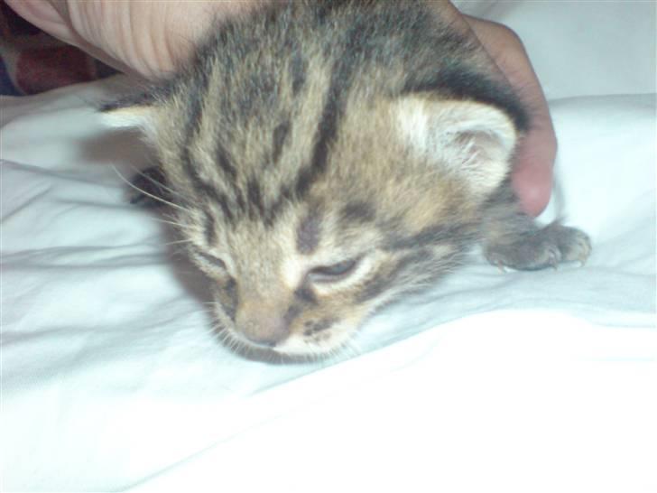 Blanding af racer Vicki billede 14