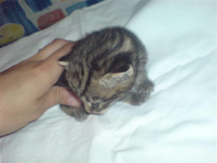 Blanding af racer Vicki billede 15