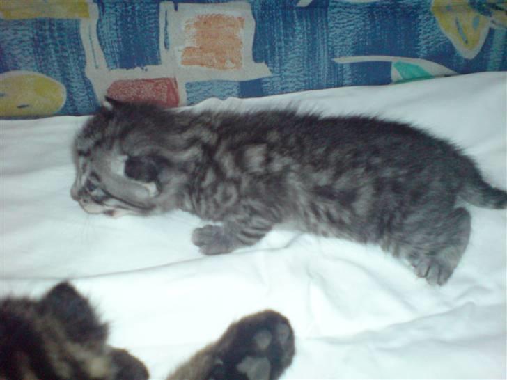 Blanding af racer Vicki billede 16