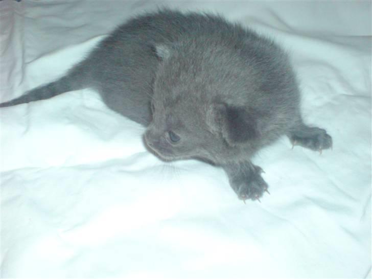 Blanding af racer Vicki billede 17