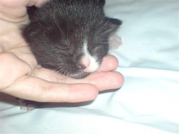 Blanding af racer Vicki billede 18