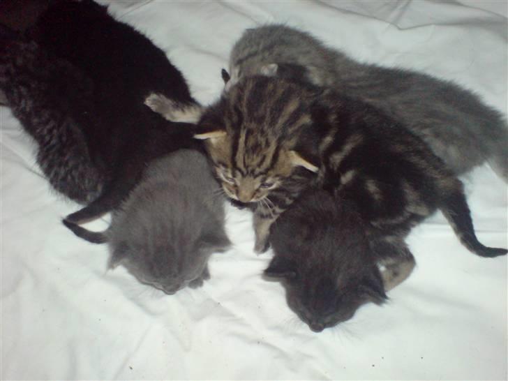 Blanding af racer Vicki billede 19