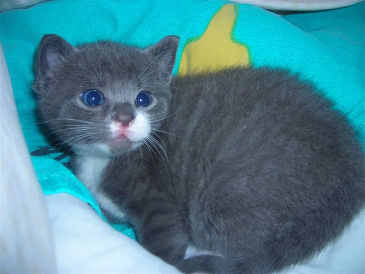 Huskat Bom billede 1