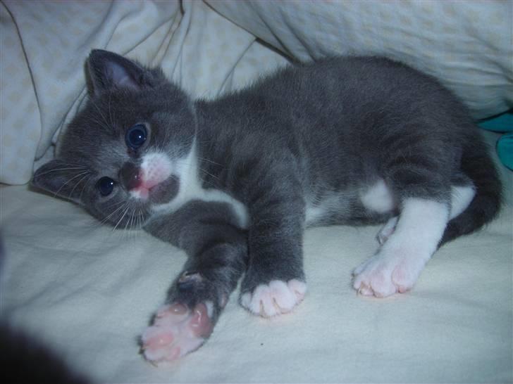 Huskat Bom billede 3