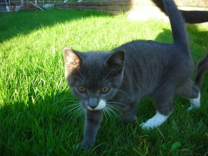 Huskat Bom billede 4