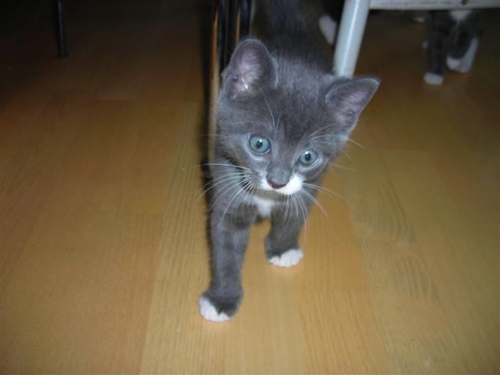 Huskat Bom billede 5