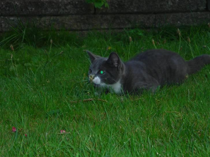 Huskat Bom billede 6