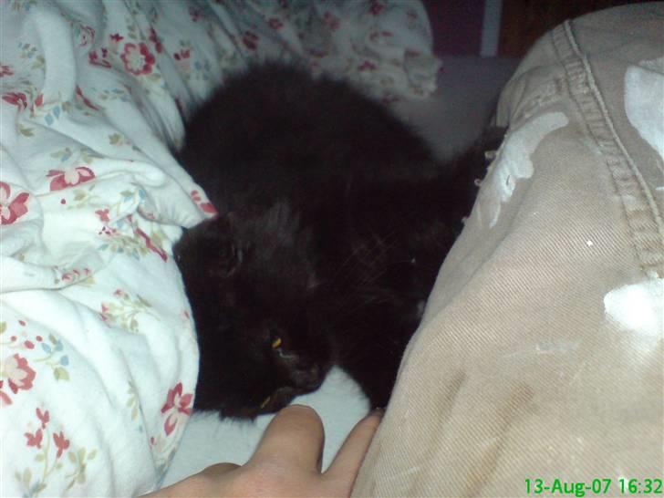 Blanding af racer Pelle *Død* - Jeg har lige fået ham hjem her, så vi putter lige lidt billede 3