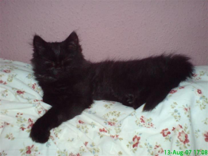 Blanding af racer Pelle *Død* billede 4