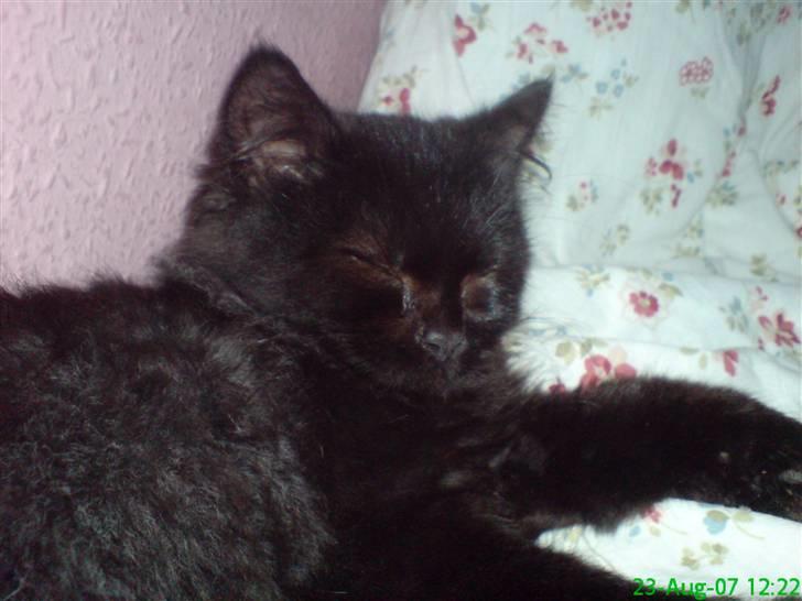 Blanding af racer Pelle *Død* billede 5