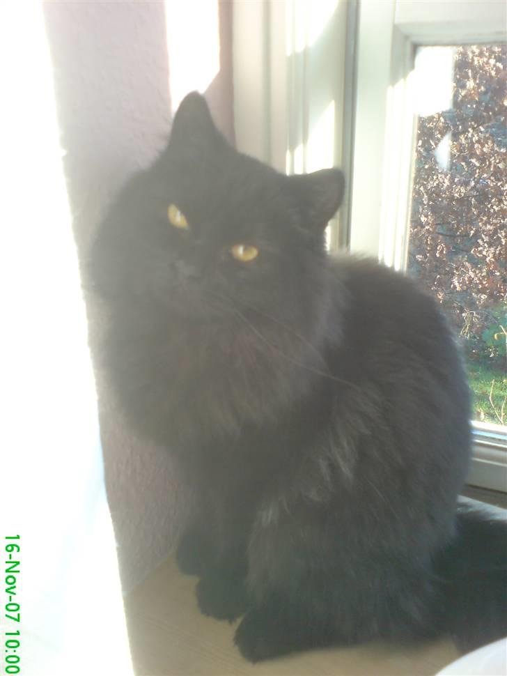 Blanding af racer Pelle *Død* billede 8