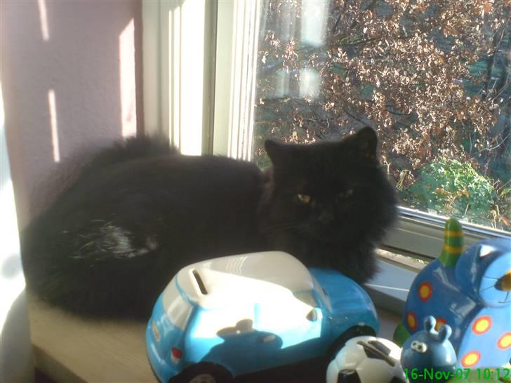 Blanding af racer Pelle *Død* billede 9