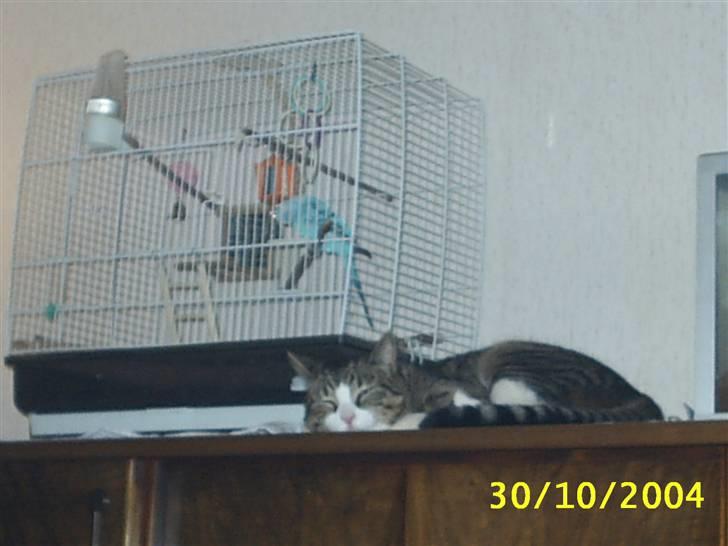 Huskat Puma - Puma sovende ved siden af undulaten Mozart billede 6