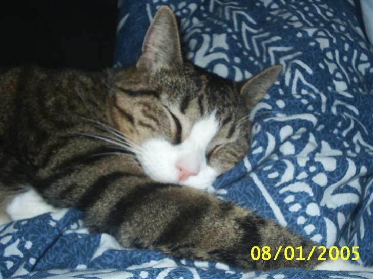 Huskat Puma - ZZzzz billede 7