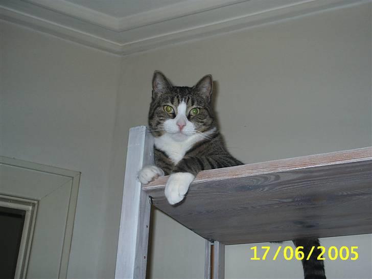 Huskat Puma - Min kongeplads i reolen billede 8