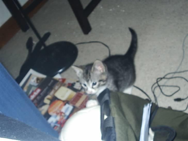 Huskat Pjevs - Lille frække bette Pjevs billede 6