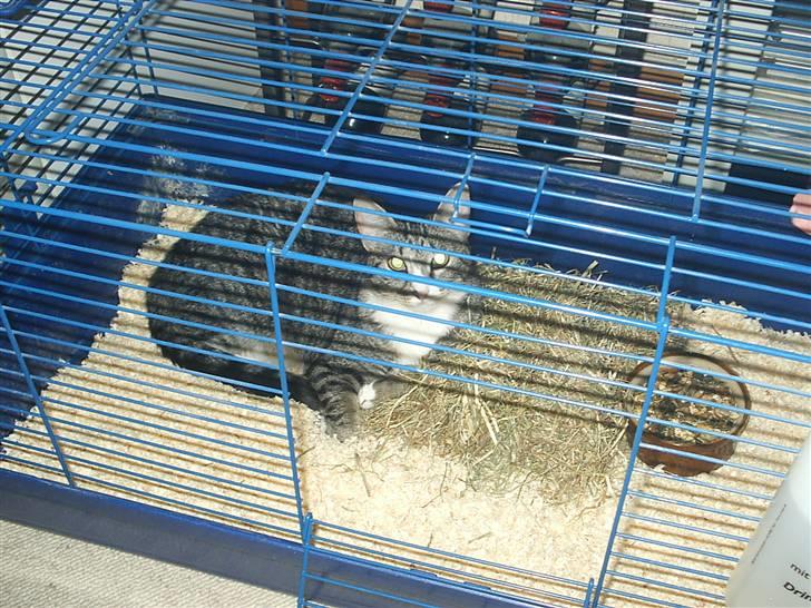 Huskat Pjevs - hygger lige i kaninens bur billede 7