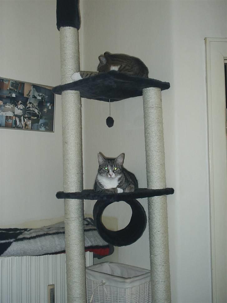 Huskat Pjevs billede 8