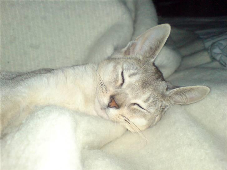 Abyssinier Basil von Tripwitt billede 3