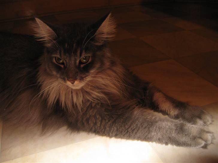 Maine Coon Aslan ( Captiva ) - Nu er jeg en stor flot mis på 1 år! billede 9