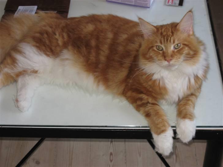 Maine Coon Micharlo´s Nippon billede 1