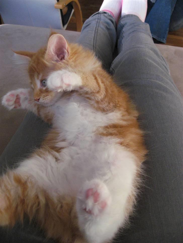 Maine Coon Micharlo´s Nippon billede 2